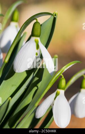 Riesenschneeglöckchen, großer Snodrop (Galanthus elwesii), Blumen, Niederlande Stockfoto