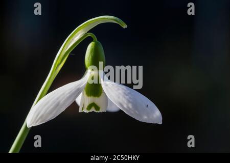 Riesenglippe, großer Snodrop (Galanthus elwesii), Blume vor schwarzem Hintergrund Stockfoto