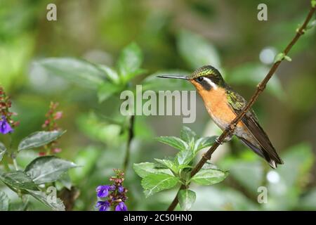 Purpurkehlchen (Lampornis calolaema), Weibchen auf einem Zweig, Costa Rica, Monteverde Stockfoto