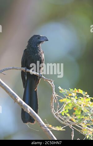 Groove-billed Ani (Crotophaga sulcirostris), sitzt auf einem Zweig, Costa Rica Stockfoto