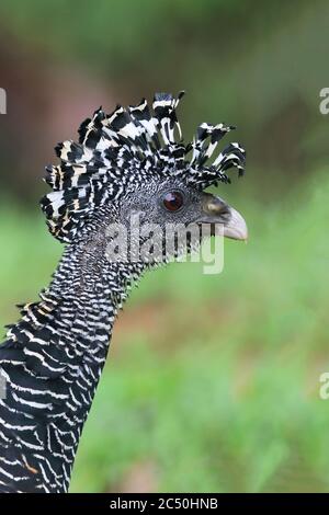 Große Kurassow (Crax rubra), weiblich, Portrait, Costa Rica, Boca Tapada Stockfoto