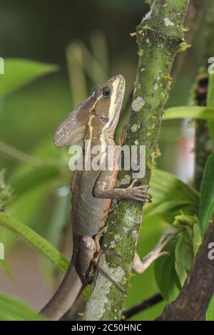 Basilisk braun, Basilisk gestreift, Basilisk gelb gestreift, Jesus Christ Lizard (Basiliscus vittatus), sitzend in einem Strauch, Costa Rica, Boca Tapada Stockfoto