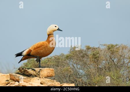 Ruddy Shelduck (Tadorna ferruginea, Casarca ferruginea), Männchen steht auf einem Stein in Halbwüste, Kanarische Inseln, Fuerteventura Stockfoto