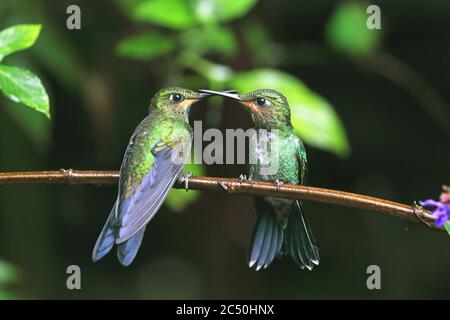 Grün-gekrönter Brillant (Heliodoxa jacula), zwei Jungtiere auf einem Zweig, Costa Rica, Monteverde Stockfoto