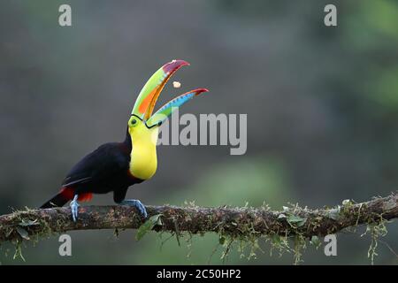 Kielschnabel-Tukan (Ramphastos sulfuratus), auf einem Zweig und Schnapper an einer Banane, Costa Rica, Boca Tapada Stockfoto
