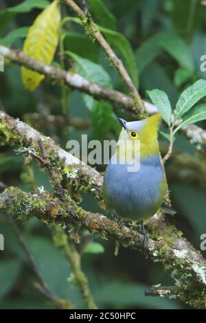 Langschwanz-Seidenschnäpper (Ptiliogonys caudatus), Barsche auf einem Zweig, Costa Rica, Los Quetzales Nationalpark Stockfoto