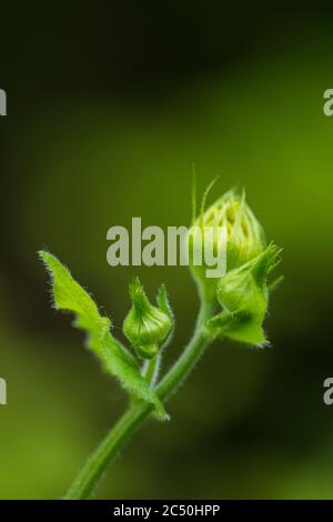 leopardenbane (Doronicum plantagineum), Knospe, Niederlande Stockfoto