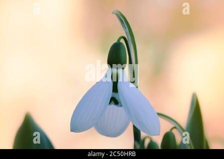 Riesenschneeglöckchen, großer Snodrop (Galanthus elwesii), Blume, Niederlande Stockfoto