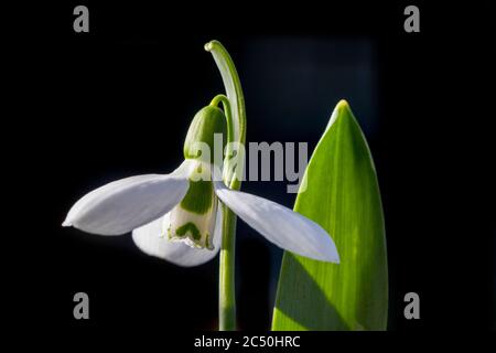 Riesiger Schneeglöckchen, großer Snodrop (Galanthus elwesii), Blume und Blatt im Hintergrund vor schwarzem Hintergrund Stockfoto