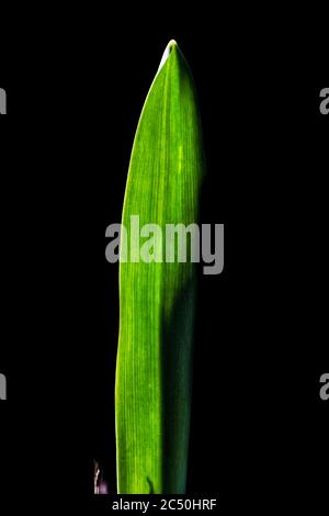 Riesiger Schneeglöckchen, großer Snodrop (Galanthus elwesii), Blatt im Hintergrund vor schwarzem Hintergrund Stockfoto