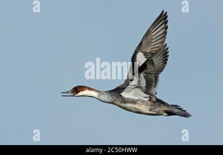 smew (Mergellus albellus, Mergus albellus), im Flug als Weibchen rufende, Seitenansicht, Niederlande Stockfoto