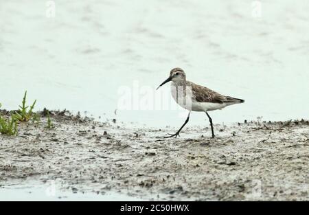 Sandläufer (Calidris ferruginea), Wandern, Seitenansicht, Niederlande Stockfoto