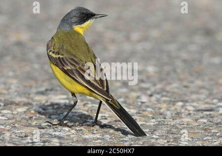 Dunkelköpfiger Wagtail, grauer Wagtail, Gelbe Bachstelze (Motacilla flava thunbergi, Motacilla thunbergi), männlicher Barsch am Boden, Niederlande Stockfoto