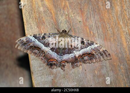 Schwarze Hexenmotte (Ascalapha odorata), sitzt auf dem Boden, Costa Rica, Sarapiqui Stockfoto