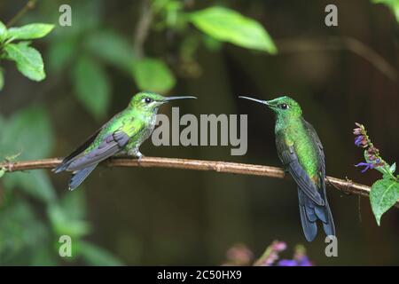 Grün gekrönter Brillant (Heliodoxa jacula), Paar Barsch auf einem Zweig, Costa Rica, Monteverde Stockfoto