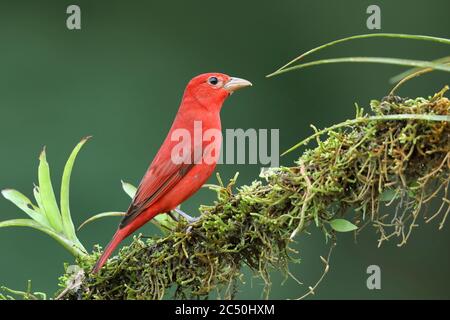 Sommertanager (Piranga rubra), männliche Barsche auf einem Zweig, Costa Rica, Boca Tapada Stockfoto