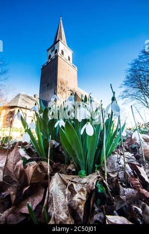 Riesenschneeglöckchen, großer Snodrop (Galanthus elwesii), blühend vor einer Kirche, Niederlande, Frisia, Wolvega Stockfoto