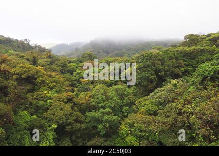 Blick vom Skywalk auf die Baumkronenschicht des Monteverde Cloud Forest Reserve, Costa Rica, Puntarenas, Monteverde Stockfoto