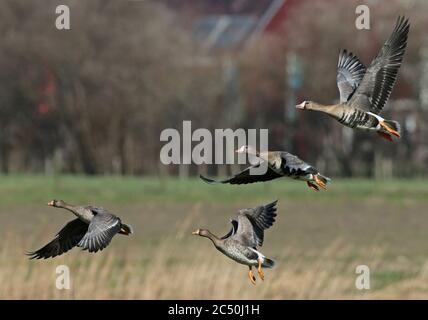 Weißstirnen-Gans (Anser albifrons), zwei erste Wintervögel im Flug mit orangenem Schnabel, Niederlande Stockfoto