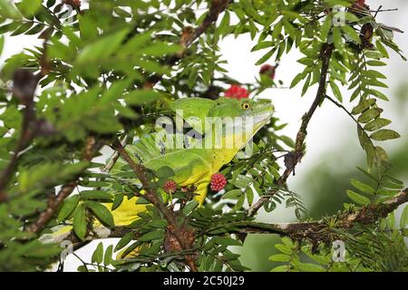 Grüner Basilisk, gefleerter Basilisk, zweicremigeiger Basilisk (Basiliscus plumifrons), Männchen sitzt auf einem Strauch, Costa Rica, Sarapiqui, Selva Verde Stockfoto