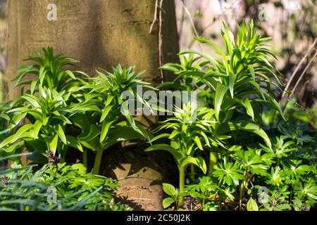 Krone Kaiserreiche Lilie (Fritillaria imperialis), Schießen im Frühjahr, Niederlande Stockfoto