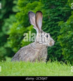 Porträt eines schwarzen Seekaninchens, Lepus californicus, auf einer Wiese im Willamette Valley von Oregon. Stockfoto