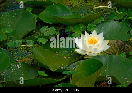 Porträt einer amerikanischen weißen Seerose, nymphaea odorata, auch als duftende Seerose bezeichnet, mit Seerosenpads. Stockfoto