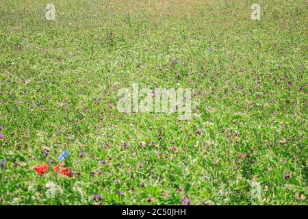 Blaue und lila Blüten im grünen Feld Stockfoto