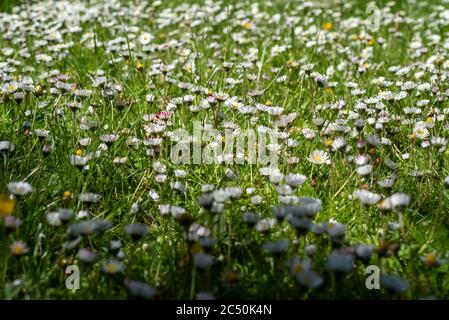 Gewöhnliche Gänseblümchen im Feld. Frühling, Schottland Stockfoto