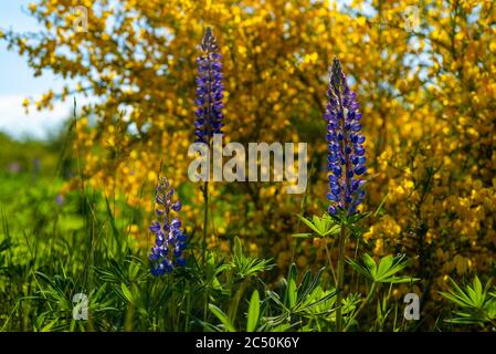 Lupine blüht gegen Ginsterbusch, Nahaufnahme Stockfoto