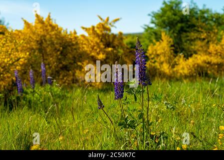 Lupine blüht gegen Ginsterbusch, Nahaufnahme Stockfoto