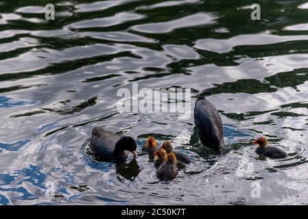 Vögel - Erwachsene und Küken. Fütterung im Teich Stockfoto