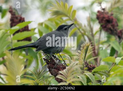 Nahaufnahme von Grauen Catbird Sitzenden in Sumac Baum im Frühling, Quebec, Kanada Stockfoto
