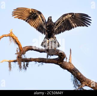 First Flight Jungling bald Eagle Wings breiten sich weite Länder auf Baum Stockfoto