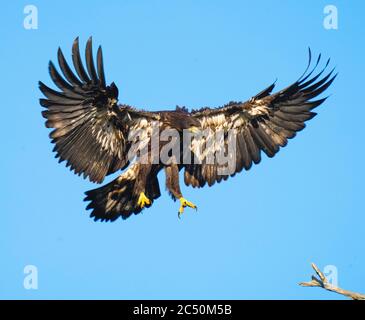 Juvenile Weißkopfadler Jungvogel First Flight landet auf Baum Stockfoto