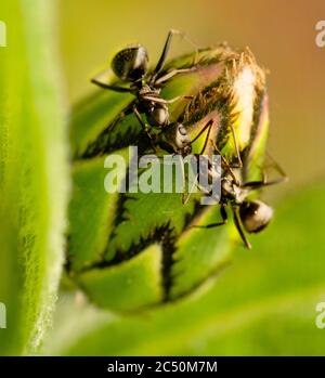 Kleine schwarze Ameisen füttern auf Bachelor-Knopf-Blumenblüte Stockfoto