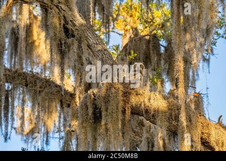 Juvenile Great Horned Owl thront in Nest auf Spanish Moss Gedeckter Baum Stockfoto