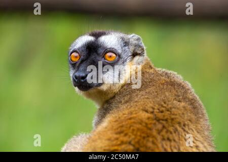 Ein Porträt eines braunen Maki, eine Nahaufnahme eines lustigen Lemurs Stockfoto