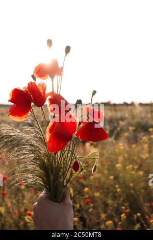 Bouquet von wilden frischen Mohnblumen Blumen mit Mohnköpfe und Spike Gras in Frauen Hand gehalten Stockfoto