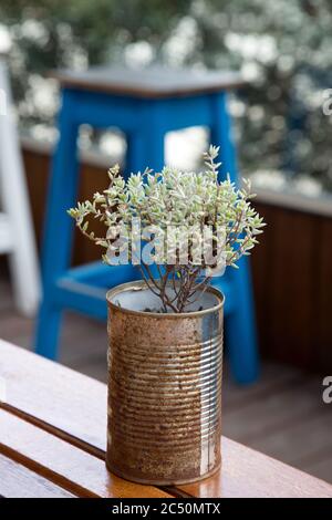 Der Kontrast zwischen rostiger Blechdose und frischer Jungpflanze unterstreicht das lässige Stillleben. Hintergrund der vertikalen Fotografie in Bokeh. Stockfoto