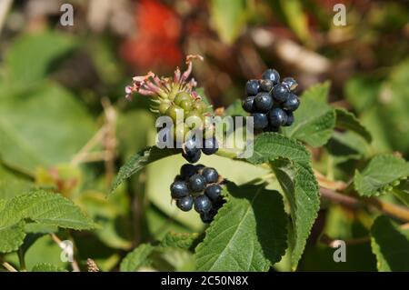 Lantana Camara essbare Früchte, selektiver Fokus Stockfoto