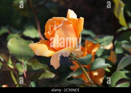 Frische, schöne kultivierte Rosen im Garten in voller Blüte / flache Schärfentiefe, selektiver Fokus Stockfoto