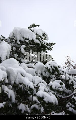 Major 12 Zoll angetrieben flauschigen leichten Schneesturm in Littleton Colorado südlich von Denver & Zeder mit tiefem Schnee bedeckt. Stockfoto