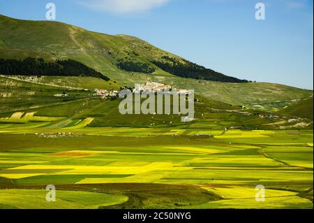 Blüte der kultivierten Felder (Linsen) in der Piano Grande von Castelluccio di Norcia, Sibillini Berge, mit dem Dorf auf dem Hügel. Juni 2020. Stockfoto