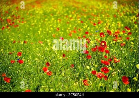 Der Beginn der Blüte um Castelluccio di Norcia (Juni 2020): Felder in üppiger Farbe, mit roten Mohnblumen, gelben Raps und anderen Blüten. Stockfoto