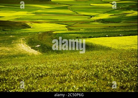 Der Beginn der Blüte um Castelluccio di Norcia (Juni 2020): Felder in üppiger Farbe, mit roten Mohnblumen, gelben Raps und anderen Blüten. Stockfoto