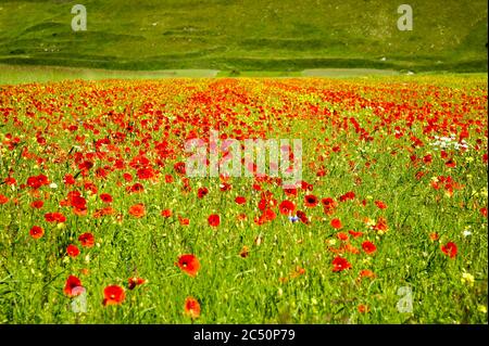 Der Beginn der Blüte um Castelluccio di Norcia (Juni 2020): Felder in üppiger Farbe, mit roten Mohnblumen, gelben Raps und anderen Blüten. Stockfoto