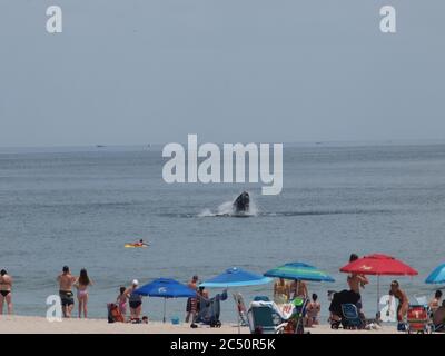 Buckelwale vor der Küste von New Jersey in der Nähe von Lavallette, NJ. Regelmäßige Auftritte scheinen Strandgänger hypnotisiert zu haben. Stockfoto