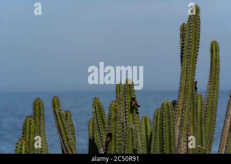 Hintergrund Kaktus. Stockfoto
