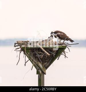 Fischadler (Pandion haliaetus) füttert seine Küken mit Fischfetzen in einem künstlichen Nest. Blackwater National Wildlife Refugium. Maryland. USA Stockfoto